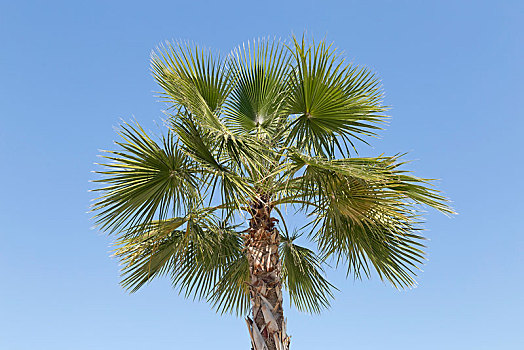 棕榈树,帕尔玛,马略卡岛,西班牙,欧洲