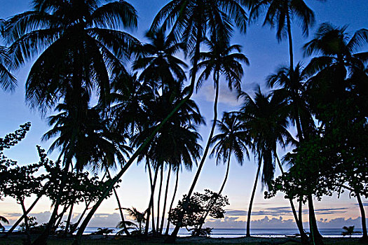 棕榈树,剪影,多巴哥岛