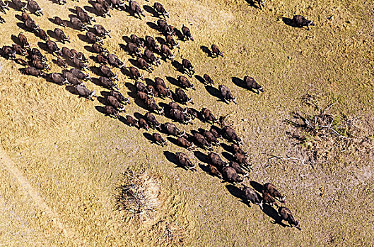 岬角,水牛,漫游,牧群,奥卡万戈三角洲,博茨瓦纳,非洲