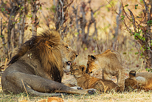 狮子,家族,雄性,幼兽,老年男性,女性,休息,萨维提,乔贝国家公园,博茨瓦纳,非洲