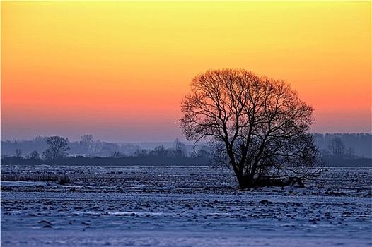 树,日落,冬天,风景