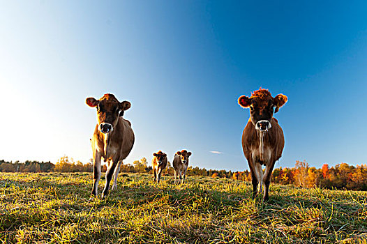 美国,佛蒙特州,母牛,草场,日出
