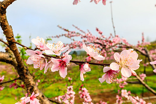 桃花