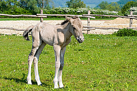小马,靠近,上奥地利州,欧洲