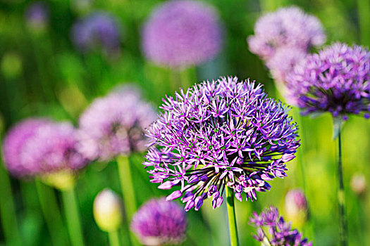 特写,紫色,葱属植物,花
