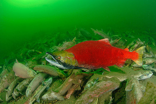 红大马哈鱼,红鲑鱼,漂浮,上方,死,亚当斯河,省立公园,不列颠哥伦比亚省,加拿大,北美