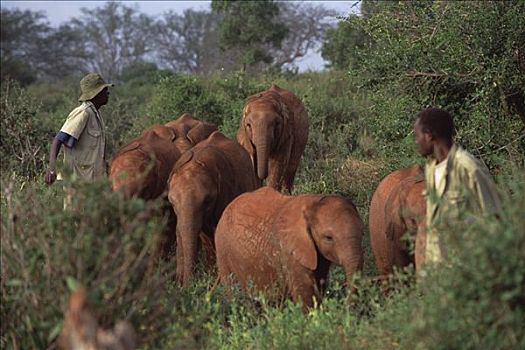 非洲象,看护,看,野生,牧群,跟随,孤儿,灌木,东察沃国家公园,肯尼亚