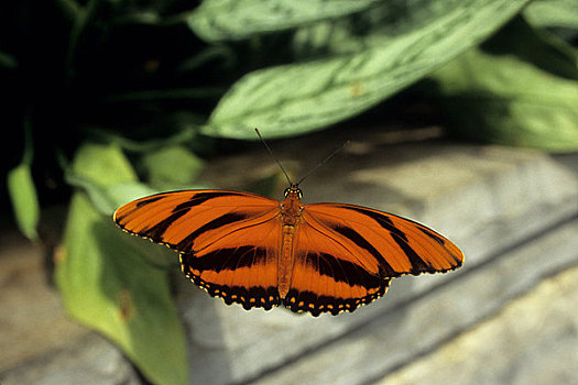 加拿大,安大略省,尼亚加拉瀑布,橙虎蝶