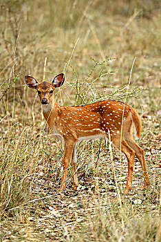 花鹿,小动物,站立,国家公园,斯里兰卡,亚洲