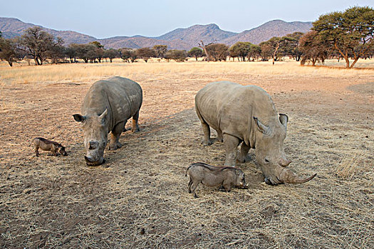 白色,犀牛,白犀牛,疣猪,放牧,一起,牧场,地区,温得和克,纳米比亚,非洲