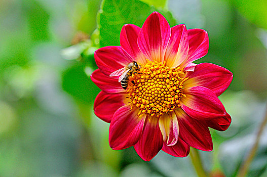 花园,大丽花,红色,野生,品种,花,蜜蜂,德国,欧洲