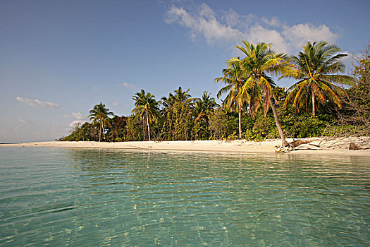 棕榈树,排列,海滩,岛屿,马尔代夫