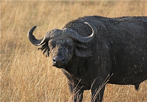 非洲水牛,草,背影