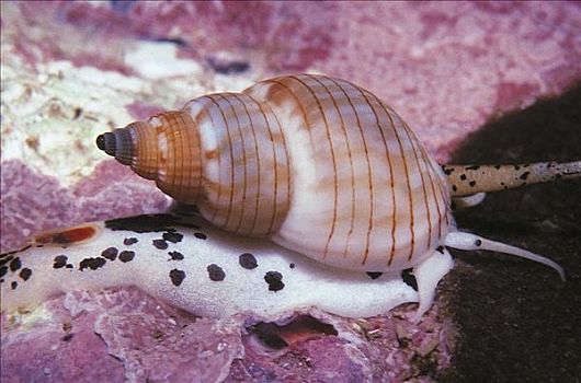 蜗牛,狗,蛾螺,澳大利亚,海洋动物,水下