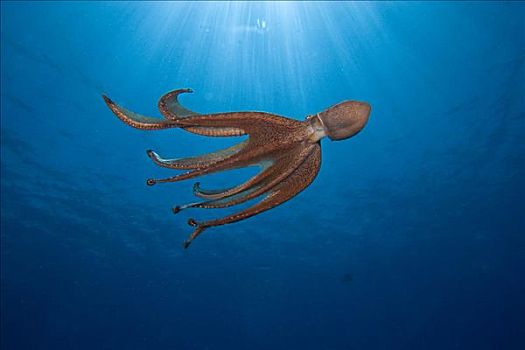 夏威夷,霞水母章鱼,推动,深海