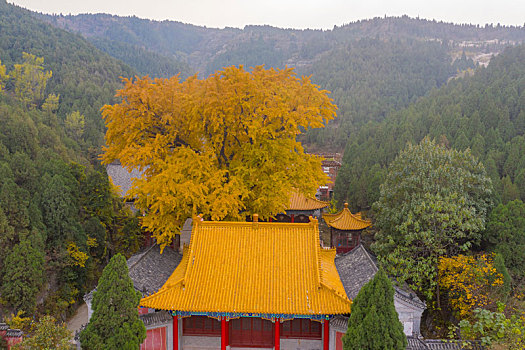航拍济南淌豆寺的千年银杏