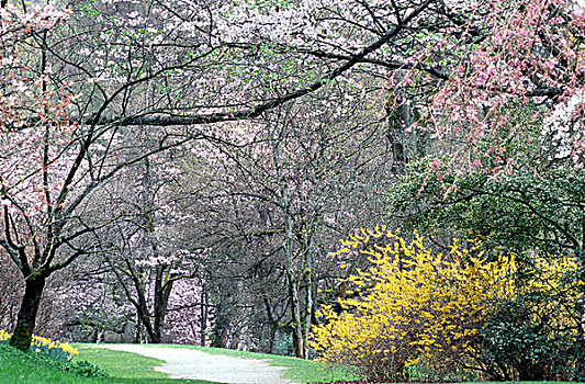 春天,花,华盛顿,公园,树园,西雅图