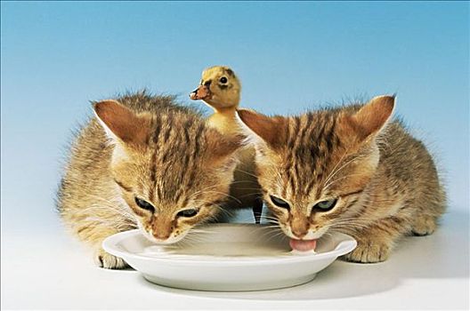 两个,小猫,小鸭子,喝,牛奶