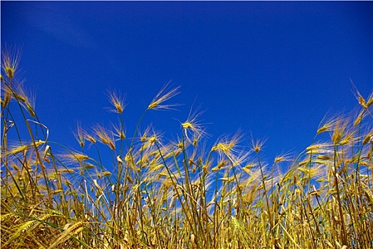 小麦,天空