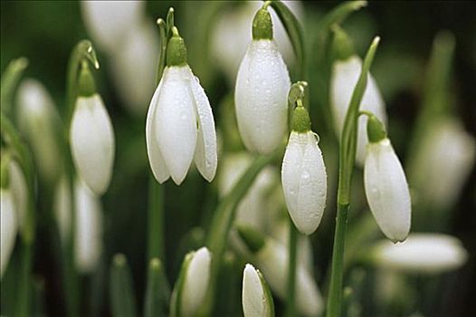 雪花莲