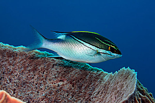 铜盆鱼,高处,大,海绵,巴厘岛,印度尼西亚,太平洋