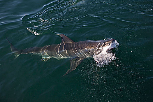 大白鲨,沙鲨属,成年,出现,海洋,福尔斯湾,南非