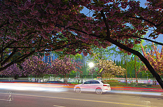 城市道路和樱花