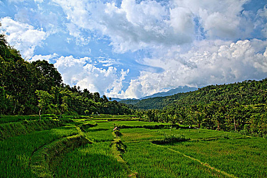 稻田,稻米梯田,龙目岛,印度尼西亚,东南亚