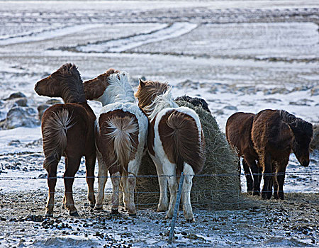 冰岛马,冬天,吃,干草,冰岛