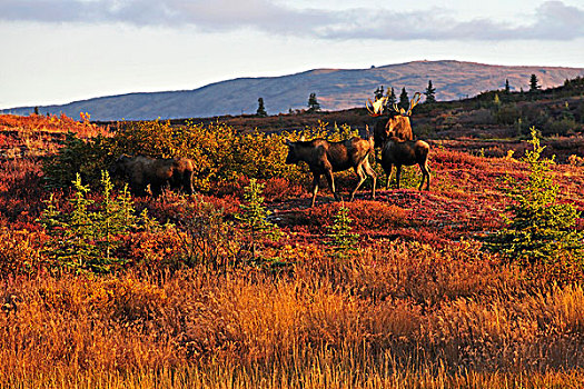 驼鹿,发情,季节,德纳里峰国家公园,阿拉斯加,美国