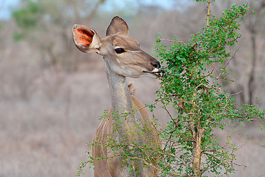 大捻角羚,成年,女性,喂食,灌木,克鲁格国家公园,南非,非洲