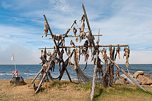 木框,干鱼,北方,冰岛,欧洲