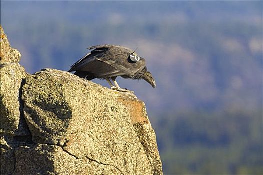 加州秃鹰,幼小,穿,无线电,发射器,坐,岩石,悬崖,一个,新生,大峡谷,靠近,锡安国家公园,犹他