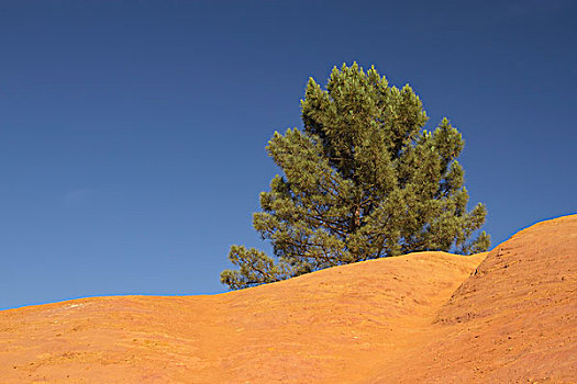 松树,橙色,赭色,山