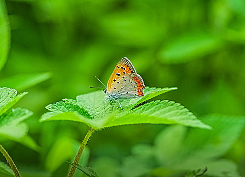 橙灰蝶