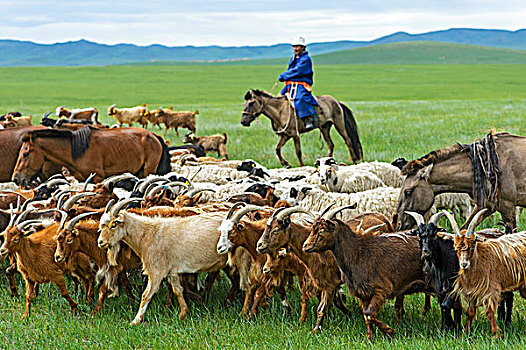 蒙古人,游牧,骑马,放牧,山羊,蒙古,亚洲