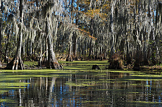 沼泽,靠近,新奥尔良,路易斯安那,美国