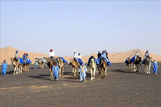 骆驼,岩石,沙漠,背景,却比沙丘,梅如卡,摩洛哥