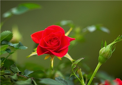 野外,红玫瑰,春天