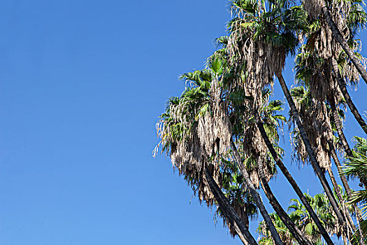 椰树,树,蓝天