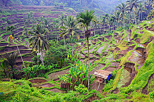 稻米梯田,靠近,巴厘岛,印度尼西亚,亚洲