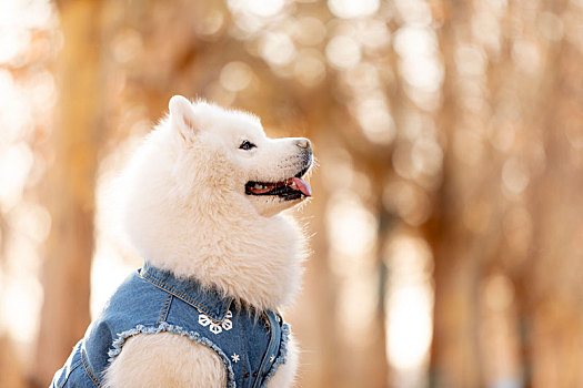 萨摩和田园犬的秋景拍摄