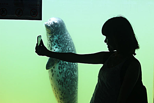 游客,水族馆,动物,游玩,嬉戏,拍照,海豹,海狮