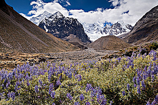 紫罗兰,堇菜科,结冰,冰碛,顶峰,山脉,安第斯山脉,秘鲁,南美