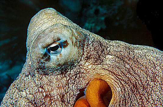 霞水母章鱼,岛屿,马来西亚