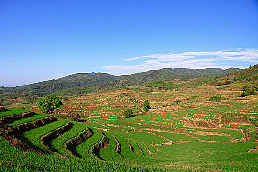 五指山市梯田风光