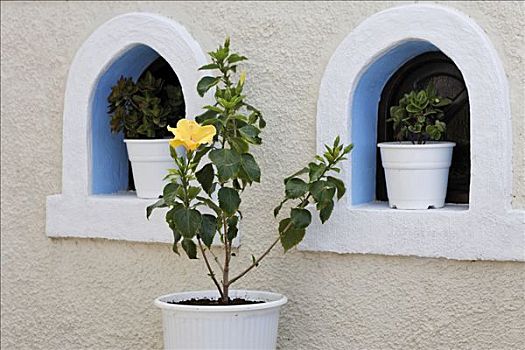 花,木槿,后面,墙壁,小,小教堂,锡拉岛,希腊