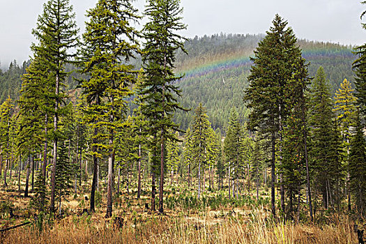 彩虹,树林,凯利斯贝尔,蒙大拿,美国
