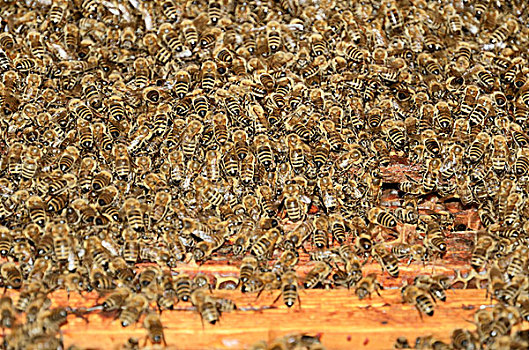 西部,蜜蜂,意大利蜂,大,成群,拥有,蜂巢