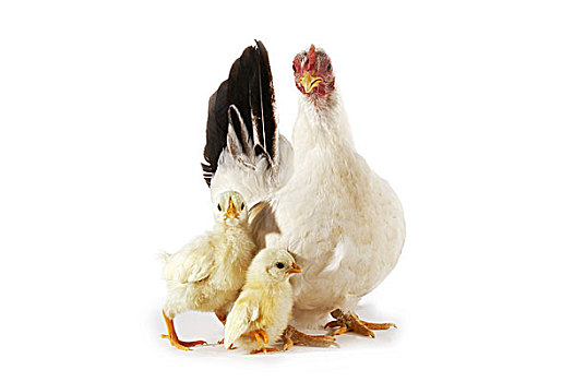 长崎,驯服,鸡,母鸡,白色背景